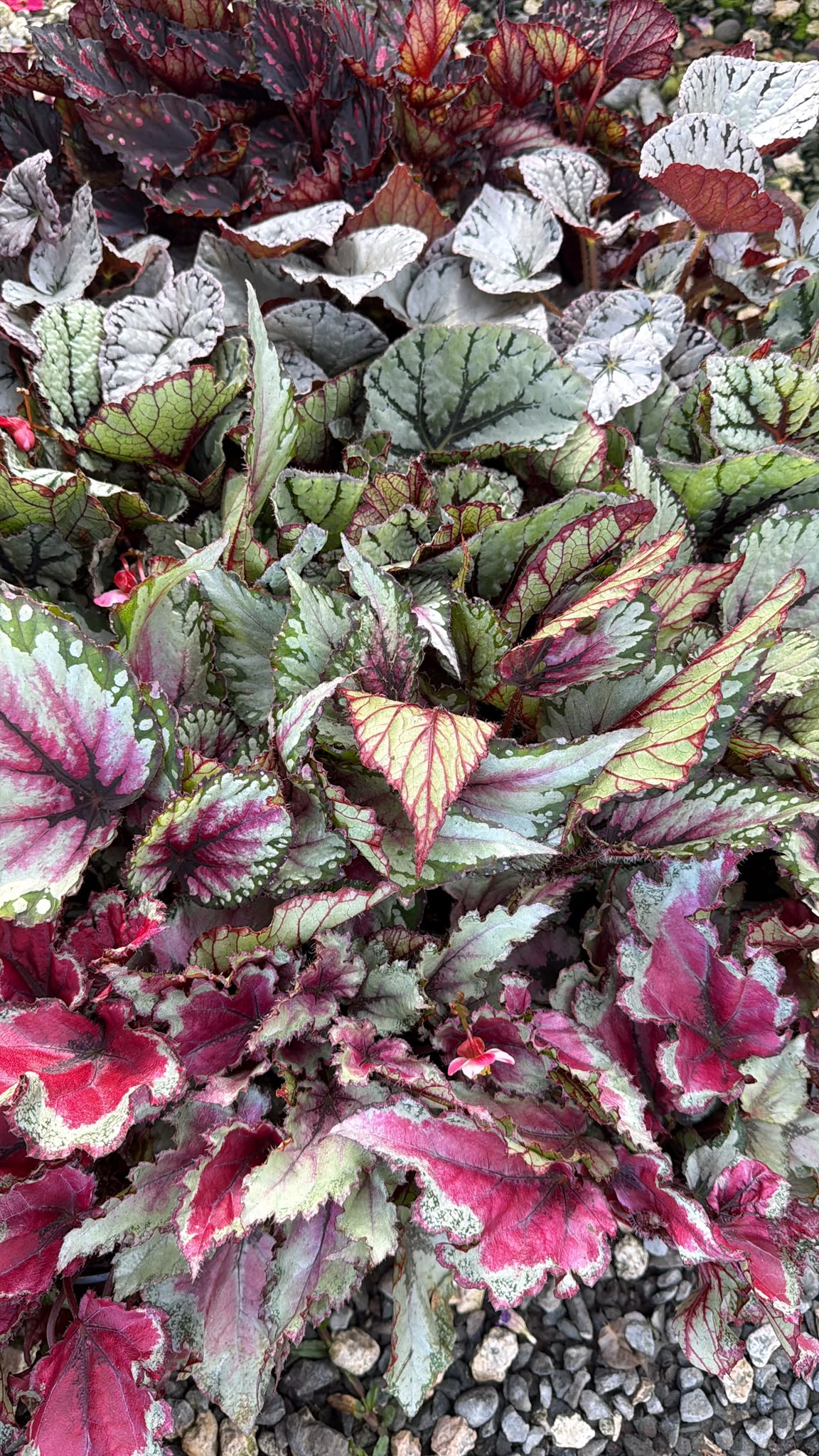 Begonias