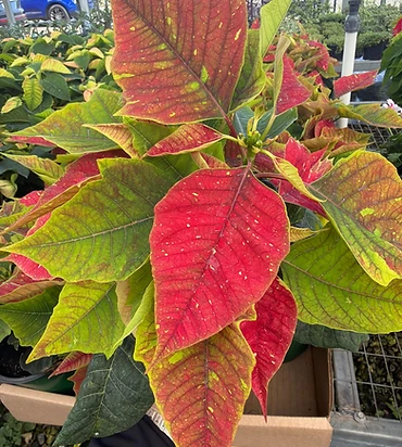 Nochebuena variegada con brácteas rojas y verde limón