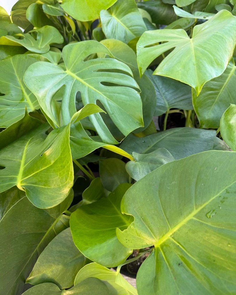 Plantas de sombra