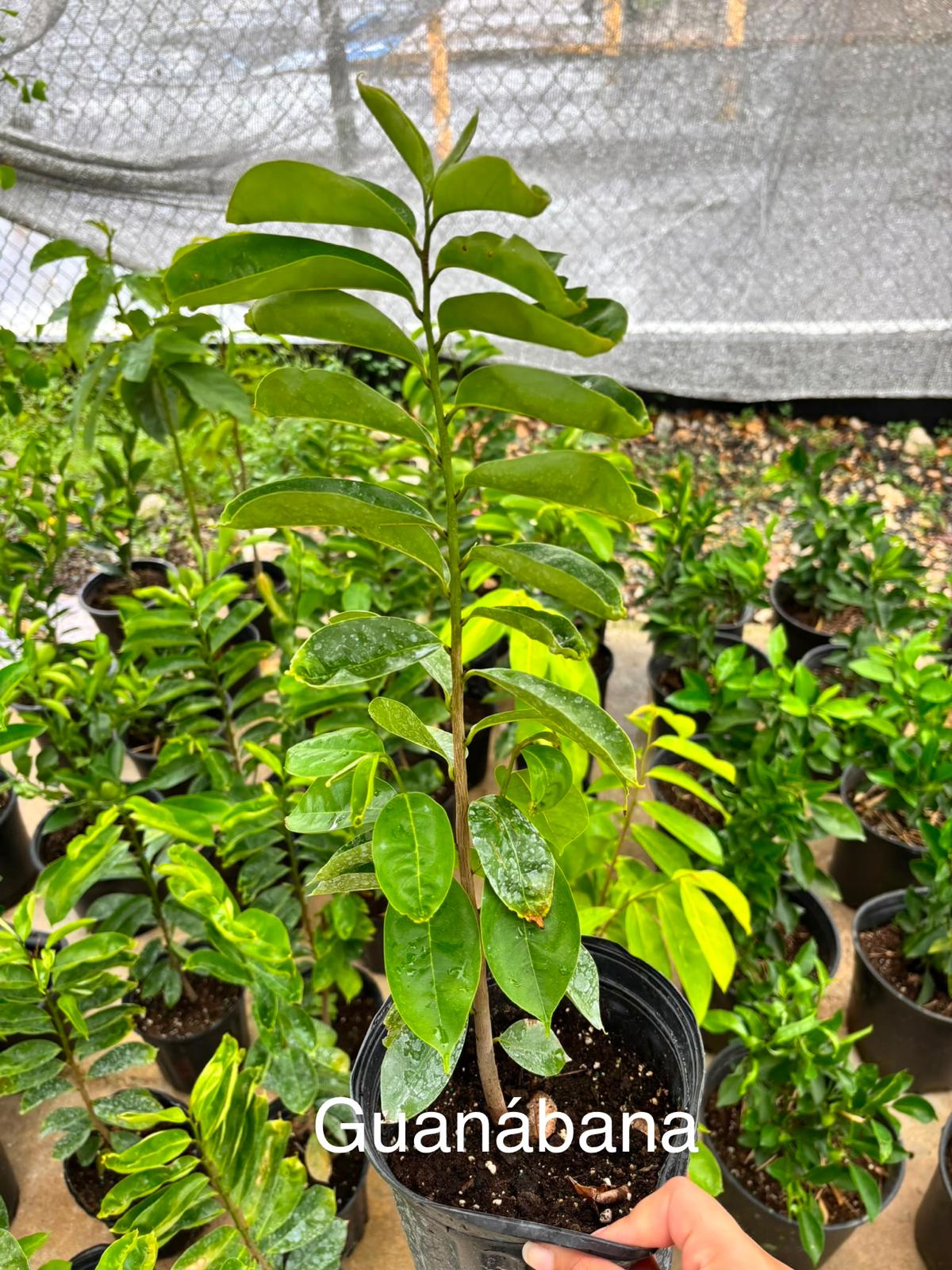 Árboles frutales del vivero