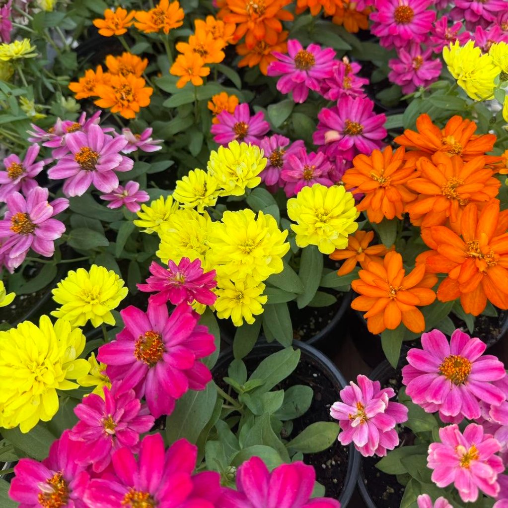 Plantas de sol del vivero