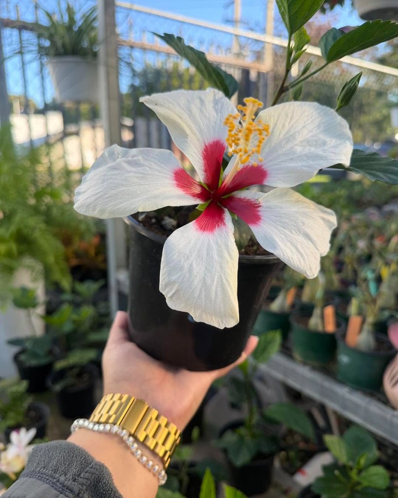 Mano sosteniendo una hibisco blanca del vivero Flower Garden Center