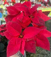 Detalle de las brácteas de una nochebuena roja