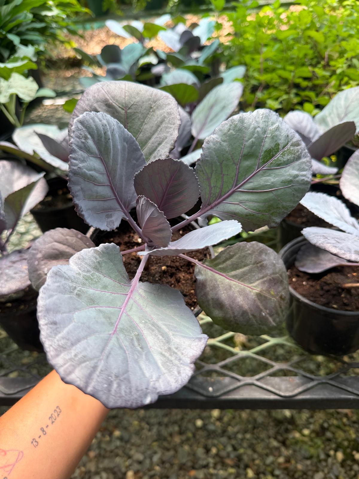 Plantas medicinales