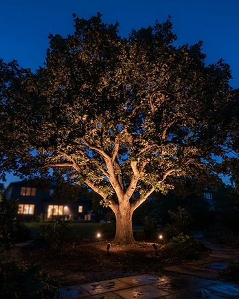 Baum