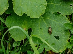 A person holds two grasshoppers cupped in their palms during multispecies fieldwork