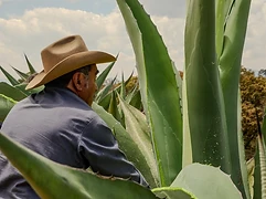 Maize-squash milpa with abundant quelites and wild plants in the understory under a cloudy sky