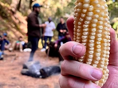 A hand holds a freshly harvested ear of maize criollo — close observation of native corn varieties during a community harvest.
