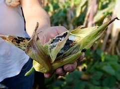 A person holds a maize ear infected with cuitlacoche, its distinctive dark galls visible against a blue sky