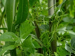 A cornfield interplanted with weeds, quelites, and wildflowers — the productive edges of milpa ecology
