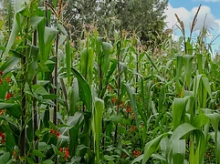 A cornfield under a dramatic sky bordered by trees and grassland in highland Mexico