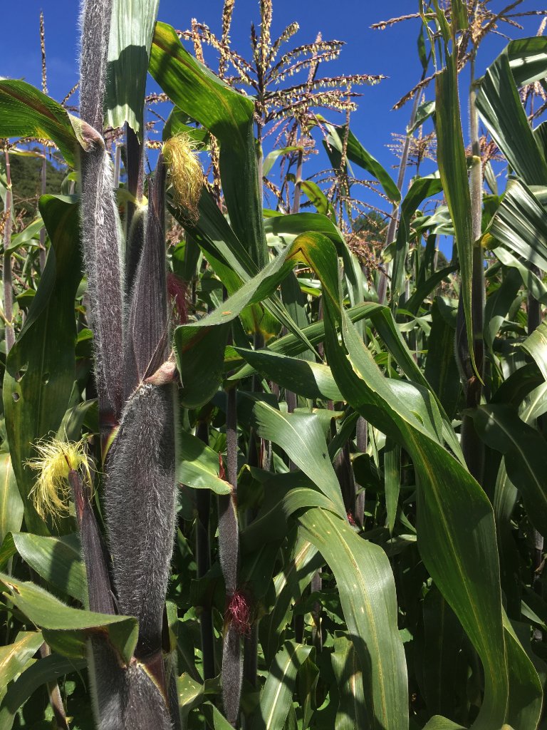 Intergenerational learning along the edge of a milpa in the Puebla–Tlaxcala Valley