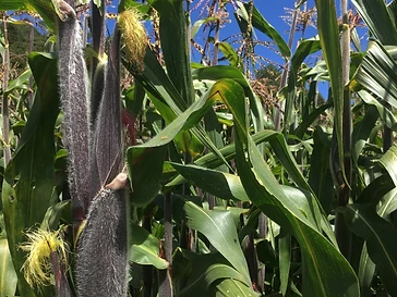 Intergenerational learning along the edge of a milpa