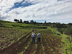 Terraced agricultural hillsides winding through oak and scrub woodland — highland Mexico fieldwork landscapes