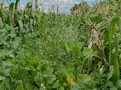 Hands examine insect activity inside a squash blossom — close observation of milpa multispecies relationships