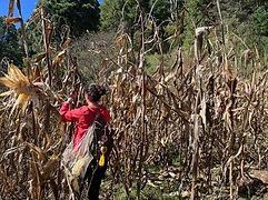 A student carries a mesh bag of harvested corn cobs through a dry cornfield at harvest time, pine forest marking the milpa's upper boundary.