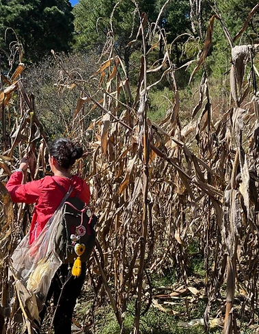 A person walks through a dry cornfield at harvest time, red jacket visible among the dry stalks.