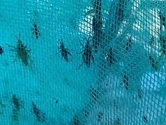 Chapulines cling to a teal mesh collecting net during participatory foraging fieldwork
