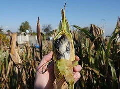 A hand holds an ear of maize infected with cuitlacoche — a prized edible fungus — in a milpa field