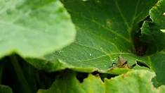 A small grasshopper rests on a person's palm during multispecies fieldwork