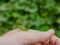 A grasshopper rests on a squash leaf showing evidence of feeding — chapulín ecology in the milpa