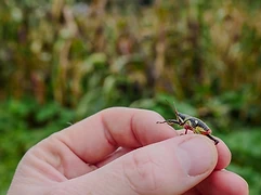 A hand touches a quelite plant growing near a corn stalk — foraging and cultivation intertwined