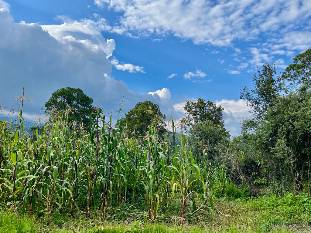 A wide highland milpa field in full growth under a dramatic sky with cumulus clouds, Puebla–Tlaxcala Valley