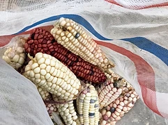A mesh bag holds a diverse collection of dried maize criollo ears — red, white, blue, and speckled varieties