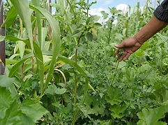 A person reaches into a lush milpa field with corn stalks, weeds, and wild plants under a partly cloudy sky
