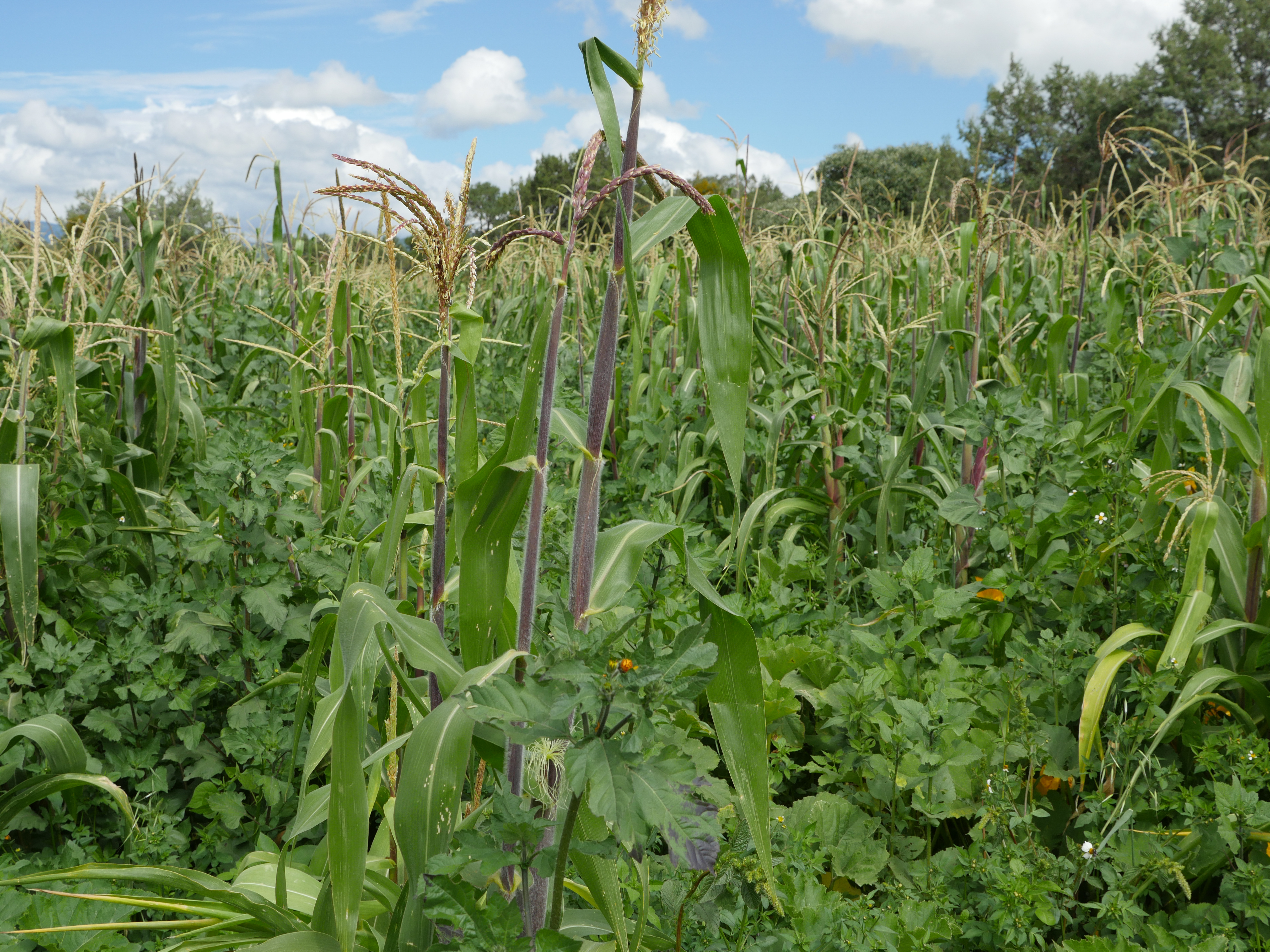 A cornfield with tall maize stalks and wild vegetation under a cloudy sky in the Puebla–Tlaxcala Valley