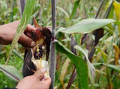 Native maize varieties arranged for a community knowledge exchange under a palapa