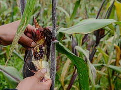 A person holds a white mushroom found in a milpa margin — foraged fungi of the highland agroecosystem