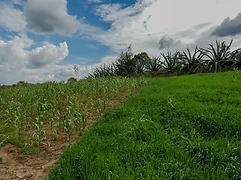 A newly planted milpa field with seedling rows emerging through moist soil, surrounded by woodland