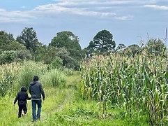 A chapulín rests in a hand during multispecies fieldwork in the milpa