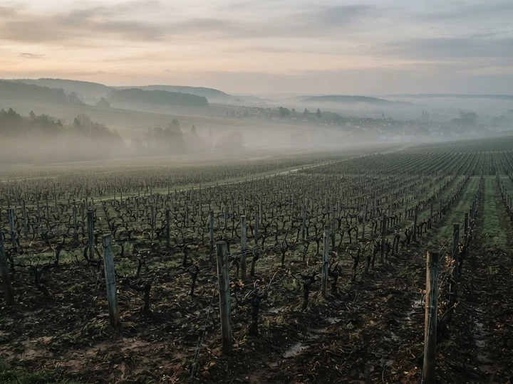 Vignoble bourguignon à l'aube