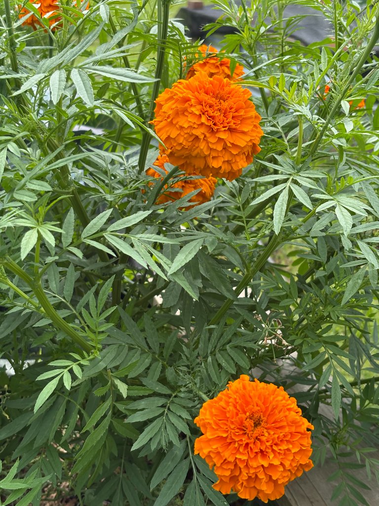 Marigolds in Full Bloom — Natural Pest Protection in Action