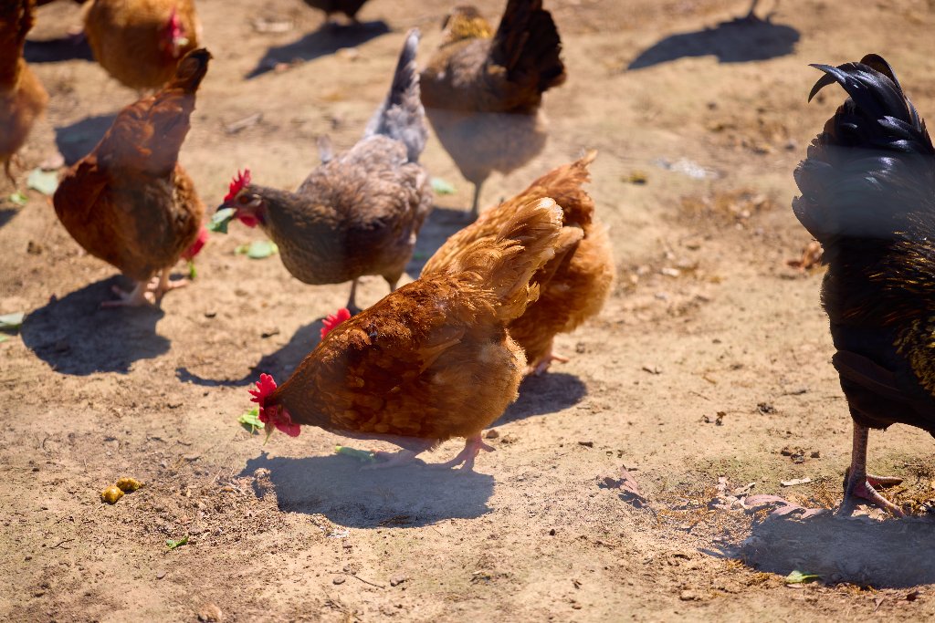 Fresh Harvest — Produce, Eggs & Flowers