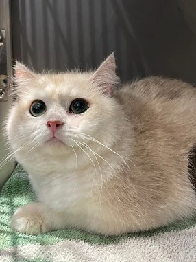 Luka