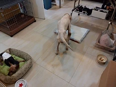 中心內的動物