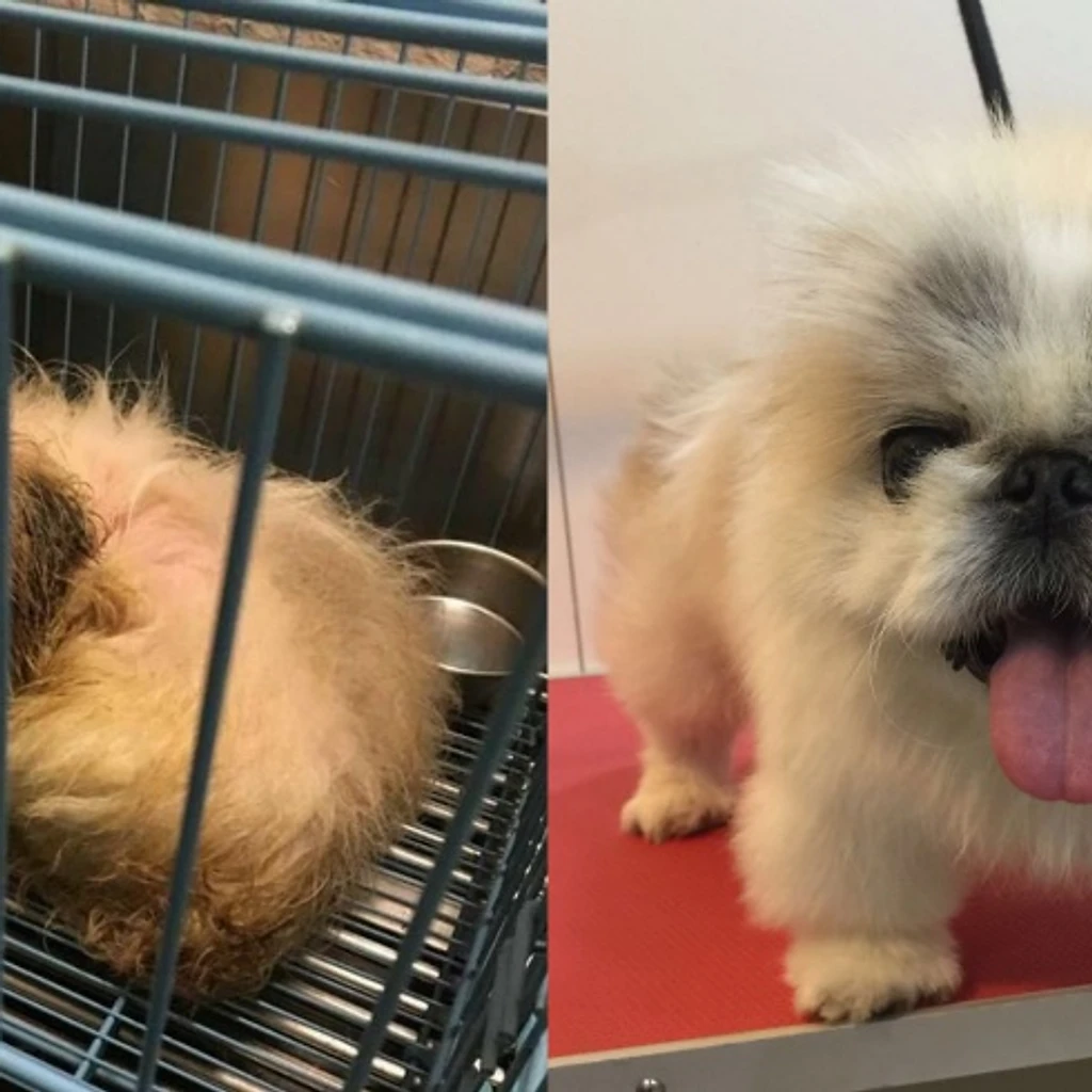 接收棄養動物