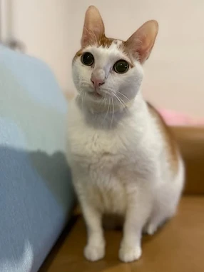 亞蝦