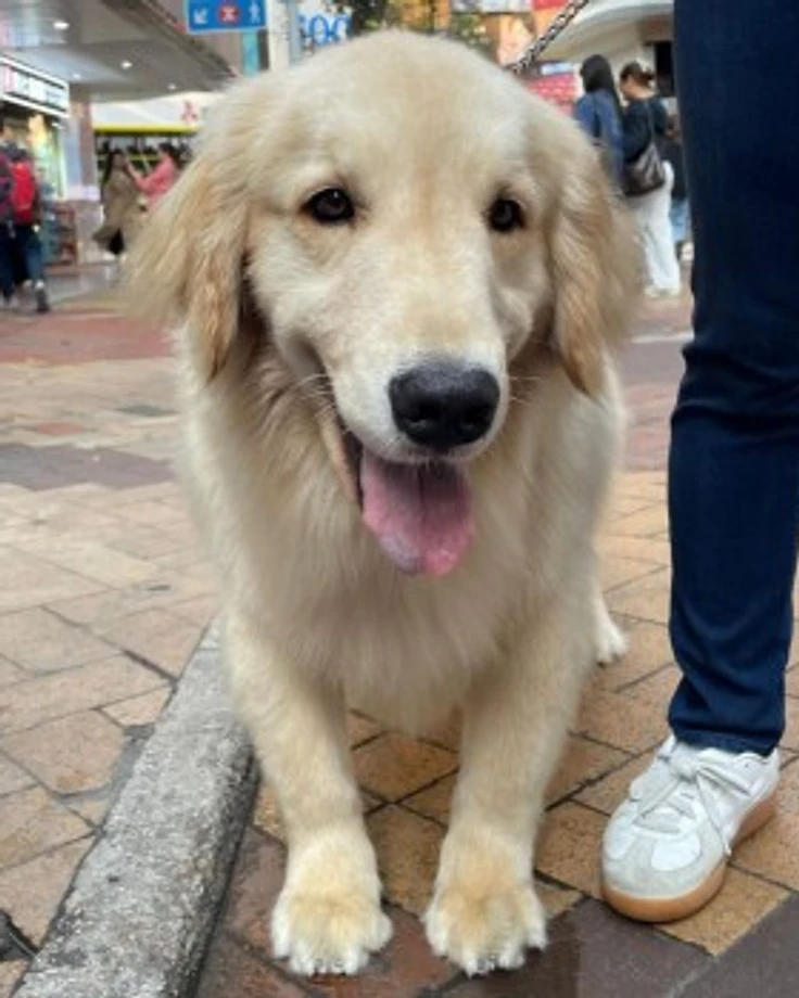 金仔