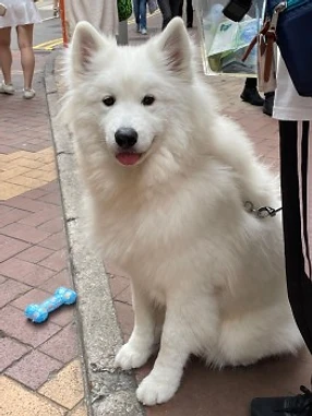 威廉