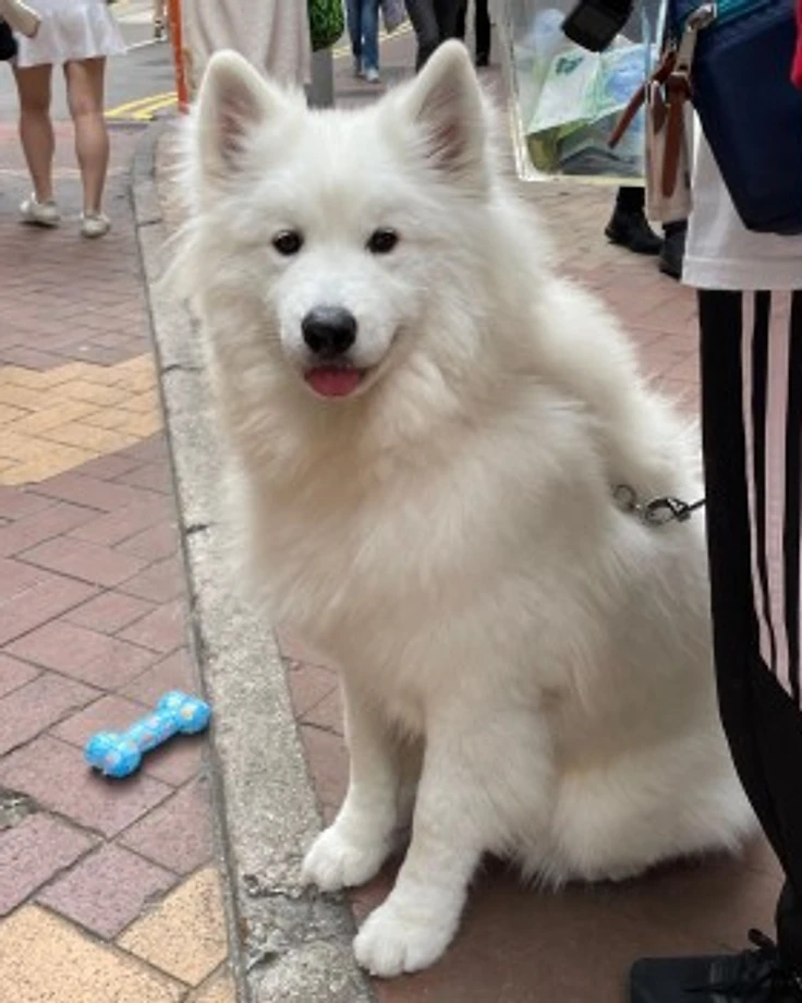 威廉