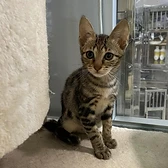 Lulu