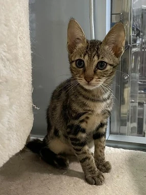 Lulu