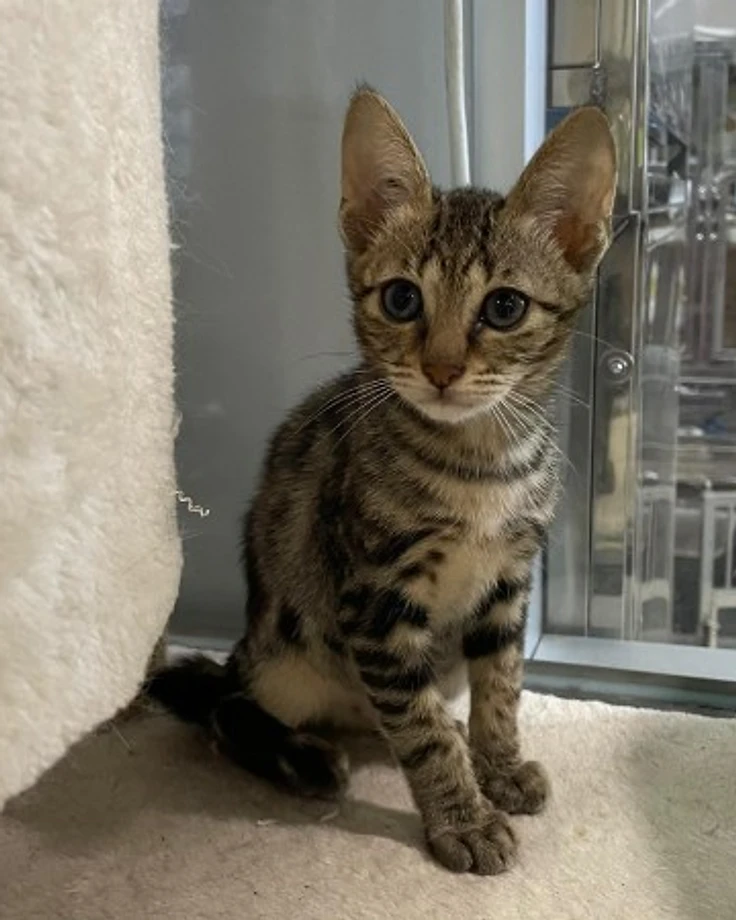 Lulu