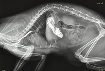 Röntgenaufnahme eines tierischen Patienten