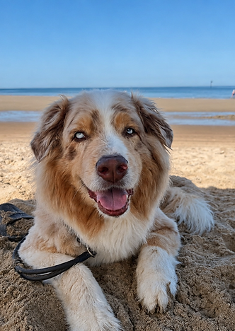 Hund in natürlicher Umgebung als Titelmotiv der Tierarztpraxis