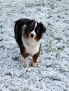 Australian Shepherd auf einer verschneiten Wiese